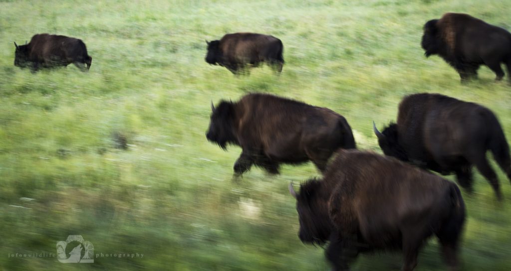 Herd on the Run