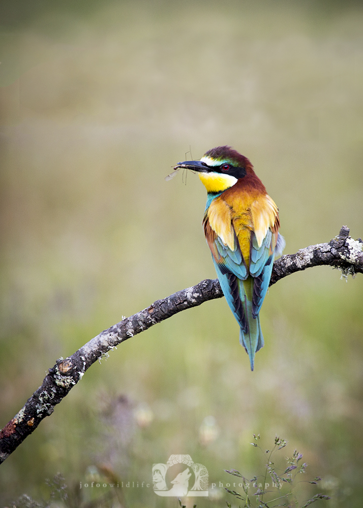a brightly coloured bird sitting on a tree branch with an insect in it's mouth. The background is green and the bird has it's back to the camera but has turned it's head to look at it from it's left eye.