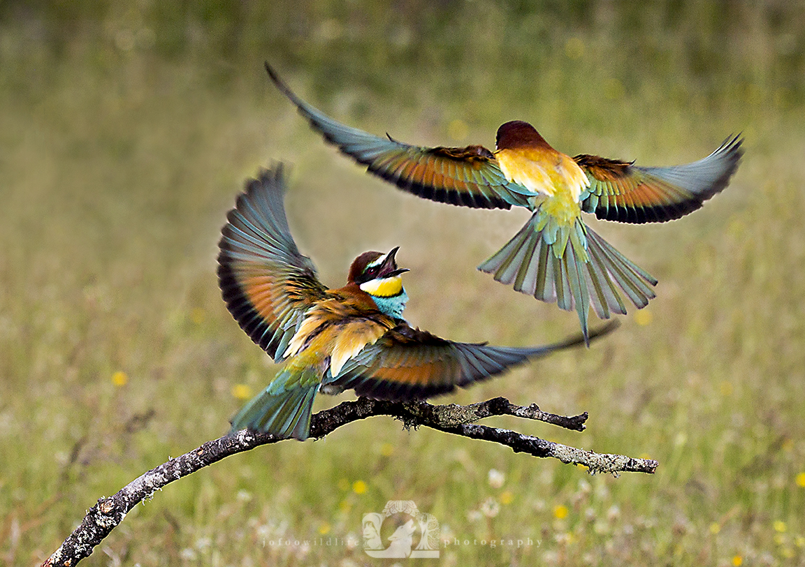 Two bright birds (European Bee Eaters). On is on a small branch with it's wings spread and beak open, responding to another as it flies overhead.