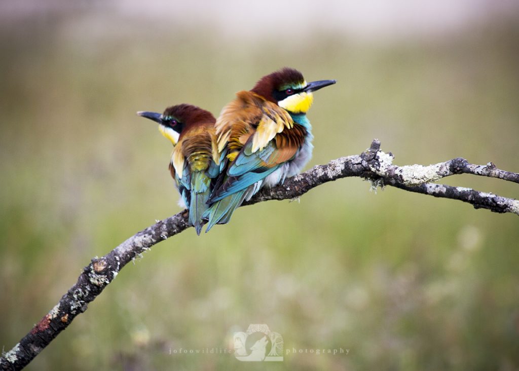 Two bright birds (European Bee Eaters) sitting back to back on a small tree branch. Their feathers are ruffled.