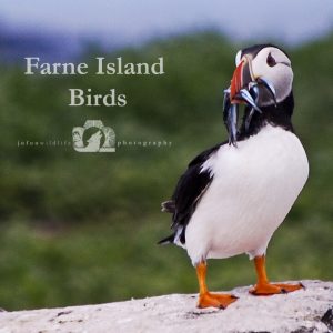 Image of a puffin with fish it's mouth with the text "Farne Island Birds" beside it.
