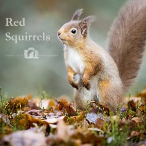 Image of a red squirrel with the text "Red Squirrels" beside it.