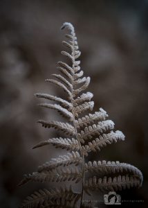A photo of a fern leaf in winter which is brown with a light dusting of frost