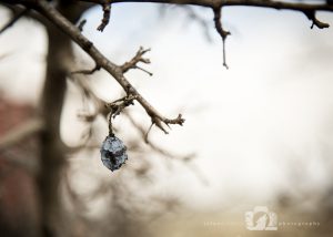A photo of a single blackberry hanging on a branch.