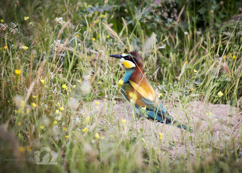 A brightly coloured bird amongst grass and flowers sitting outside it's nest in the ground.