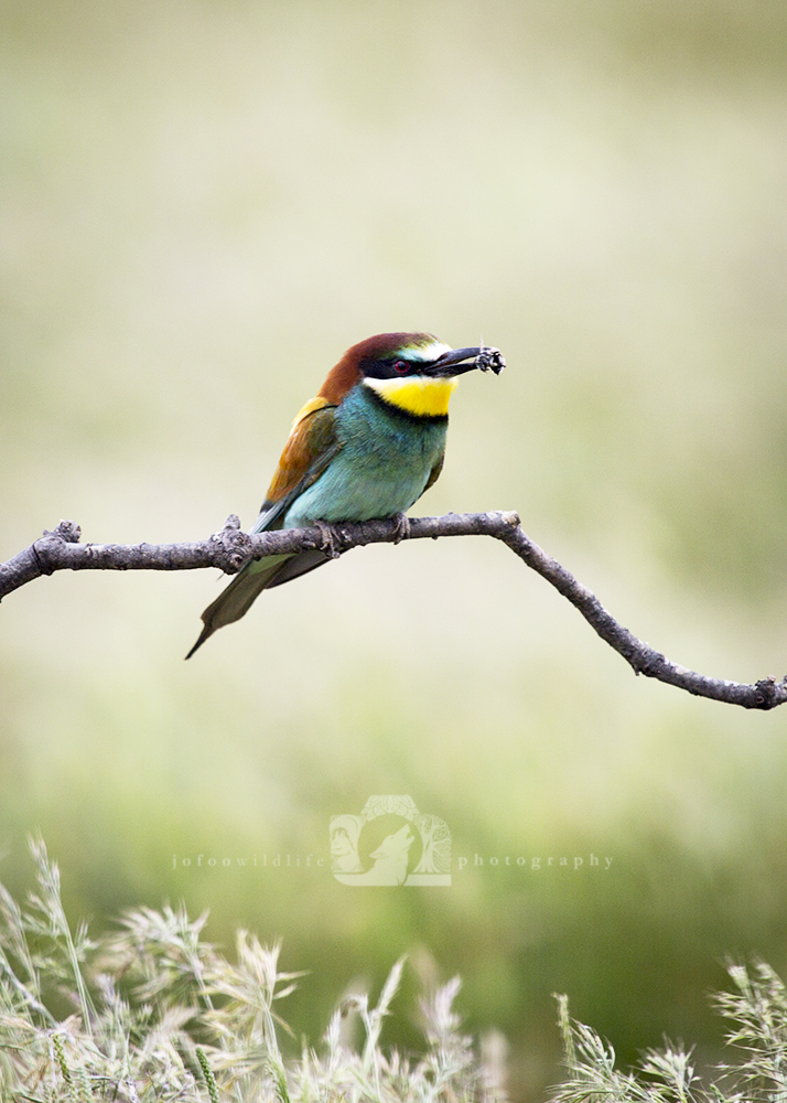 European Bee Eater (brightly coloured small bird) on a tree branch with a bee in it's mouth.