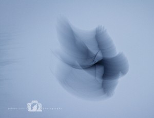 2011-01-02-001-JoFoo-Wildlife-Photography-Scotland-As-the-Crow-Flies WR