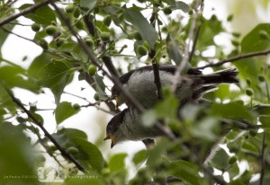 2014-05-18-001-JoFoo-Wildlife-Photography-Prague-Tree-Sparrow-Fledglings WR