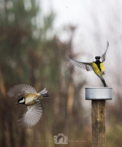 2014-11-25-059-Jo-Foo-Wildlife-Photography-Northshots-Woodland-Birds WR