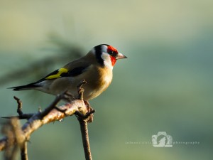 2015-02-25-JoFoo-Wildlife-Photography-Garden-Birds-Goldfinch WR