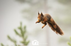 2014-11-25-016-Jo-Foo-Wildlife-Photography-Northshots-Red-Squirrels WR