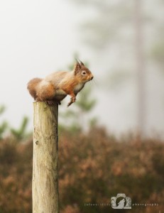 2014-11-25-018-Jo-Foo-Wildlife-Photography-Northshots-Red-Squirrels WR