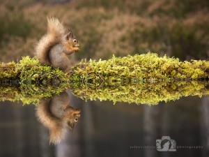 2014-11-25-025-Jo-Foo-Wildlife-Photography-Northshots-Red-Squirrels contrast WR