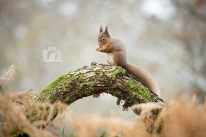 2015-11-25-012-Jo-Foo-Wildlife-Photography-Mammal-Red-Squirrel WR 