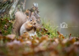 2015-11-25-032-Jo-Foo-Wildlife-Photography-Mammal-Red-Squirrel WR 